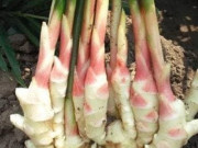 Nhà đẹp - Thử bỏ 1 củ gừng vào chậu, 2 tháng nữa nó sẽ mọc thành búi, cuộn như múi bưởi