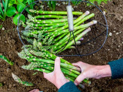 Nhà đẹp - Cách trồng măng tây đơn giản cho thu hoạch suốt 30 năm