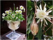 Nhà đẹp - 3 loại cây nở hoa trắng như tuyết, một khi nở hoa sẽ khiến mọi người ngỡ ngàng