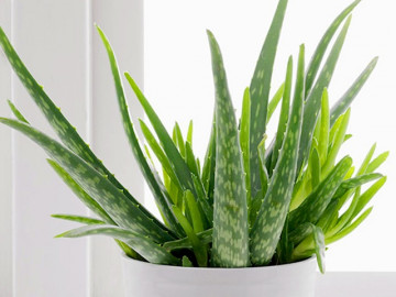 3 cách trồng cây nha đam tại nhà bằng lá, cây con và thủy sinh cho lá to