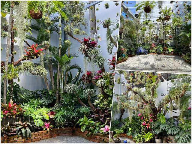 Mẹ đảm làm vườn nhiệt đới ở Cần Thơ: Rộng 100m2, đẹp mãn nhãn như ở Nam Mỹ