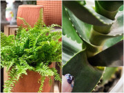Nhà đẹp - 5 loại cây cảnh được ví hộp băng mini, đặt trong nhà giảm nhiệt độ tốt ngang dùng quạt