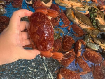 Đặc sản Quảng Ninh được ví như cua hoàng đế được bán với giá chỉ 19 nghìn đồng/con