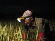 Clip Eva - Tránh nắng nóng, nông dân Hà Nội chong đèn xuống đồng từ 3 giờ sáng