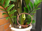 Nhà đẹp - 4 loại cây "thịnh vượng" nhất định phải có một chậu trong phòng khách, nghe tên là biết giàu sang