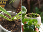 Nhà đẹp - 3 loại cây cảnh cần "cạo trọc đầu" nếu muốn phát triển tốt, càng mạnh tay càng mọc nhanh