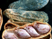 Clip Eva - Nguy cơ mắc ung thư từ thực phẩm, đồ dùng độc tính cao