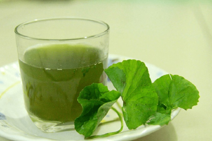 What are the effects of gotu kola and who should not eat gotu kola - 4