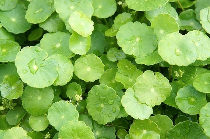 What is the effect of gotu kola and who should not eat gotu kola - 3