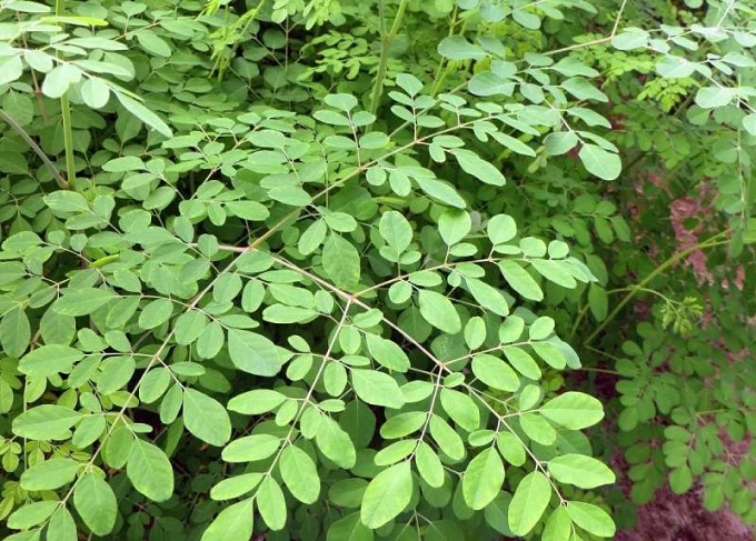 What is the effect of moringa on health and notes when using it - 4