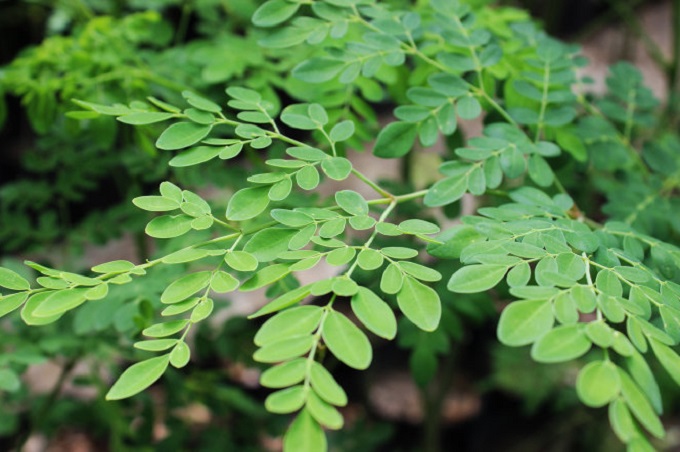 What is the effect of moringa on health and notes when using it - 3