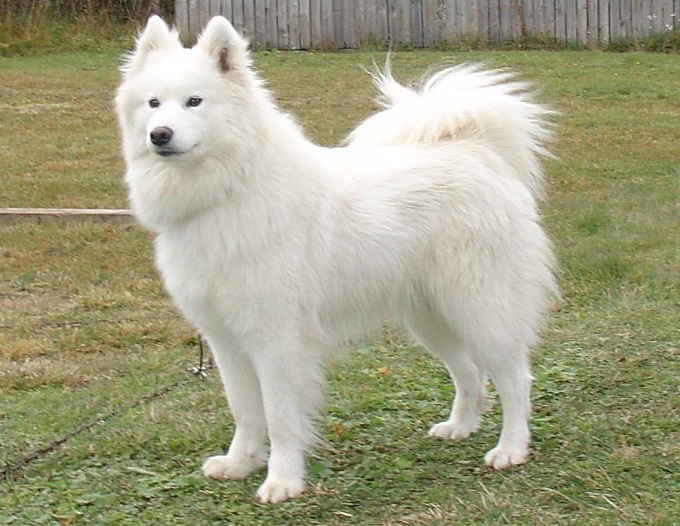 Samoyed Dog: Information, pictures, characteristics and best ways to raise - 4