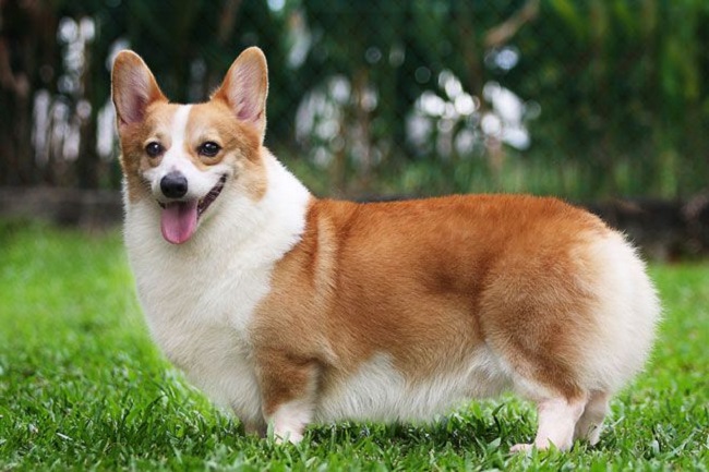 Corgi dog: Origin, characteristics and best care - 1