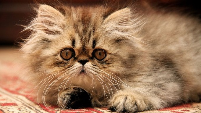 10 sự thật thú vị về mèo Ba Tư khiến bất kỳ ai cũng muốn nuôi - 4