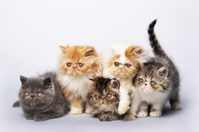 10 interesting facts about Persian cats that make anyone want to adopt - 5