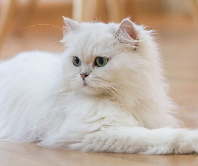 10 interesting facts about Persian cats that make anyone want to adopt - 3