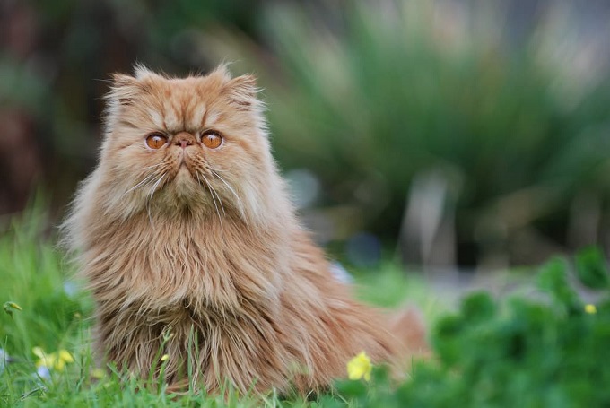 10 interesting facts about Persian cats that make anyone want to adopt - 6