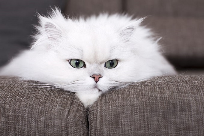 10 interesting facts about Persian cats make anyone want to adopt - 1