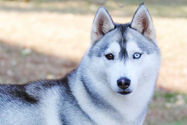 Husky dog: Characteristics, temperament and the best way to raise it - 3