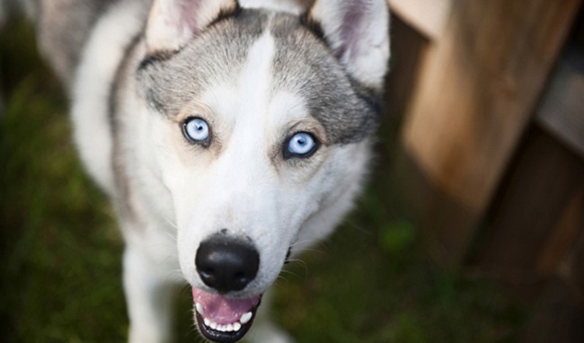 Husky dog: Characteristics, temperament and best raising - 4