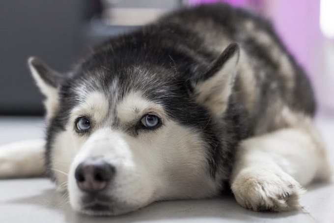 Husky dog: Characteristics, temperament and best raising - 5