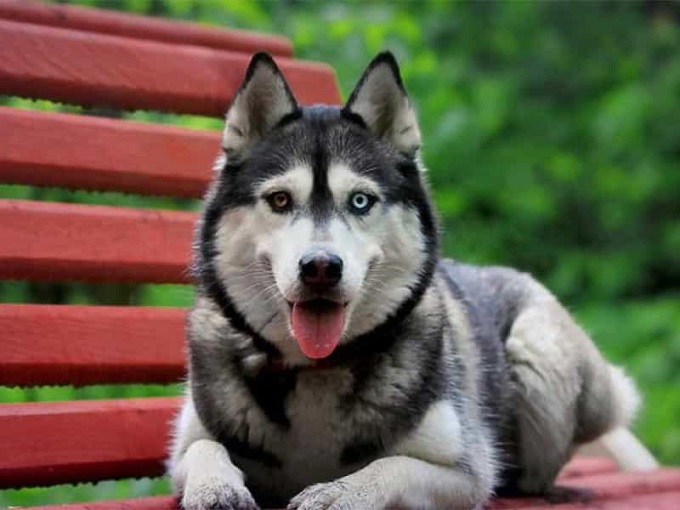 Chó Husky: Đặc điểm, tính khí và cách nuôi tốt nhất - 1