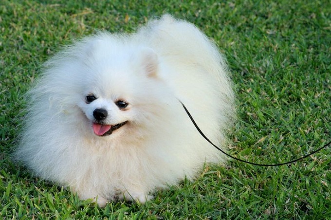 Chó phốc sóc Pomeranian: Nguồn gốc, đặc điểm và những sự thật thú vị - 4