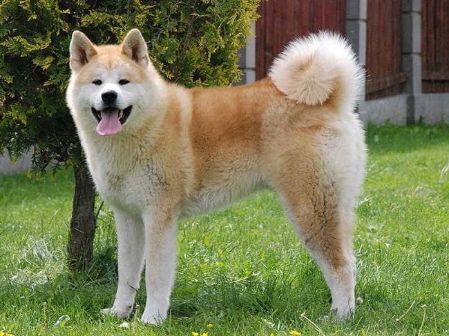 10 most popular Japanese dog breeds, popular in Vietnam - 6