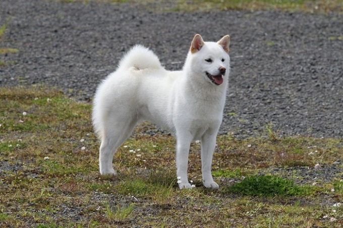 10 most popular Japanese dog breeds, popular in Vietnam - 10