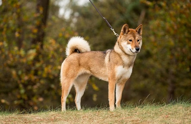 10 most popular Japanese dog breeds, popular in Vietnam - 5