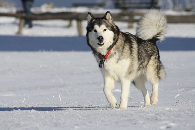 4 The most wonderful and worthy Alaskan dog breeds today - 2
