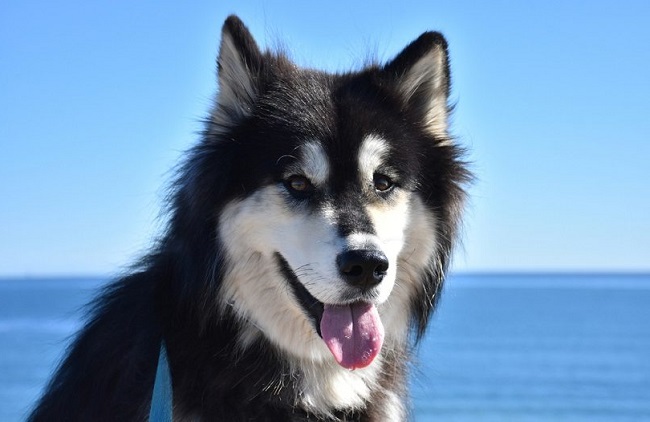 4 The most wonderful and worthy Alaskan dog breeds today - 5