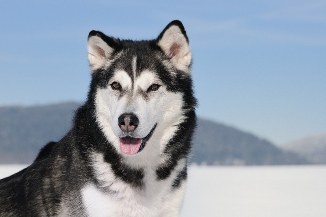 4 The most wonderful and worthy Alaskan dog breeds today - 1