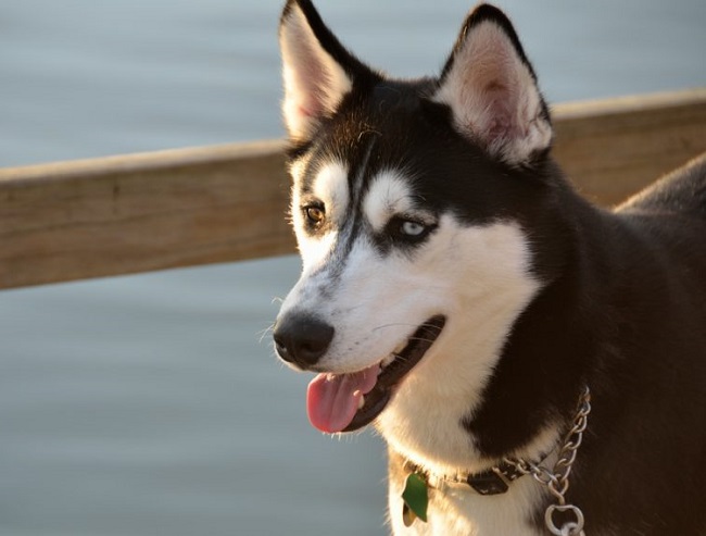 4 The most wonderful and worthy Alaskan dog breeds today - 4