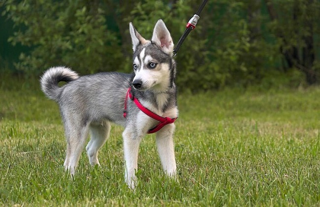 4 The most wonderful and worthy Alaskan dog breeds today - 3