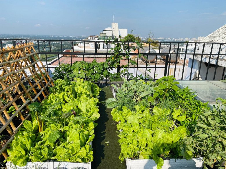 Nữ giám đốc Sài thành chi 120 triệu đồng, vác 5 tấn đất lên sân thượng làm vườn rau sạch có view đẹp như mơ - 11