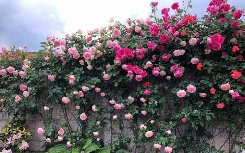 Trước cổng có 5 loại hoa này vừa đẹp vừa gọi lộc, nhà nào trồng không giàu sang cũng hạnh phúc viên mãn - 6