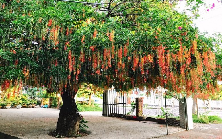 Trước cổng có 5 loại hoa này vừa đẹp vừa gọi lộc, nhà nào trồng không giàu sang cũng hạnh phúc viên mãn - 1