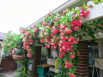Trước cổng có 5 loại hoa này vừa đẹp vừa gọi lộc, nhà nào trồng không giàu sang cũng hạnh phúc viên mãn