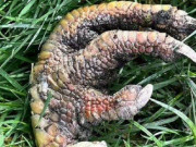 Xem ăn chơi - Bí ẩn người phụ nữ tìm thấy móng vuốt “khủng long” ở vườn