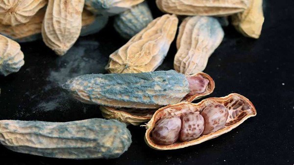 Lạc, ngô, gạo mốc,... có thể tiềm ẩn aflatoxin gây ung thư gan. (Ảnh minh họa)