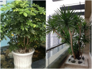 Nhà đẹp - Trong nhà trồng 4 cây này, con cháu dễ đỗ đạt thành tài, đời đời được hưởng phúc