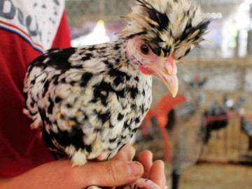 Giống gà Quý phi độc lạ ở Việt Nam: Mào như vương miện của hoa hậu, giá tới chục triệu/con được các đại gia săn đón