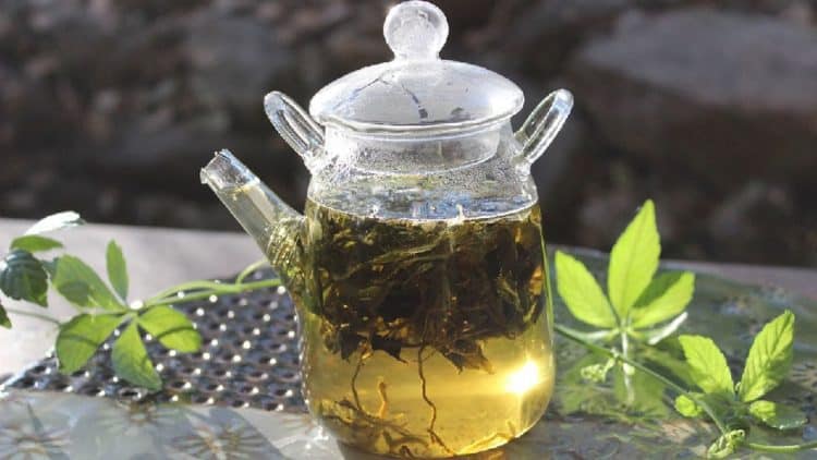 Giảo cổ lam có thể dùng làm trà uống hàng ngày, nhưng không nên uống nhiều quá 20gam/ngày. (Ảnh minh họa)