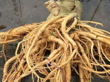 Loại củ là vua bổ dưỡng máu và khí huyết, được gọi là nhân sâm của người nghèo, ở Việt Nam nhiều nhưng ít ai biết dùng 