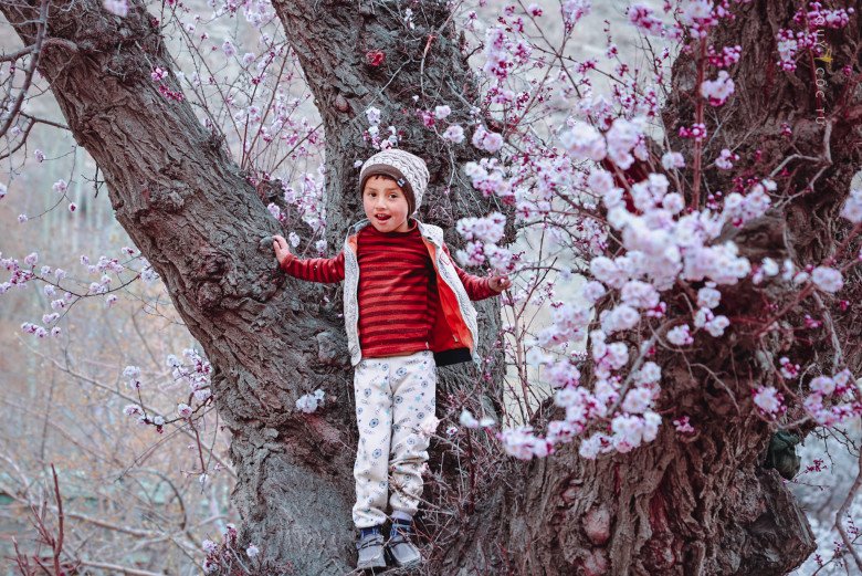 Cậu bé đáng yêu đang chơi dưới gốc mơ cổ thụ đến 4 người ôm ở làng Ghulkin, Hunza.