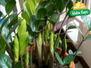 Trồng cây kim tiền ngày càng còi cọc: Bổ sung 2 loại “nước thần”, chồi non xé đất mọc lên tua tủa