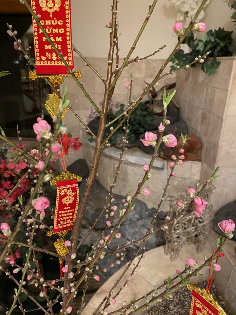 Tỷ phú Hoàng Kiều khoe cây hoa đào hồng rực sau nhà khiến ai cũng trầm trồ, đúng hoa của đại gia - 12