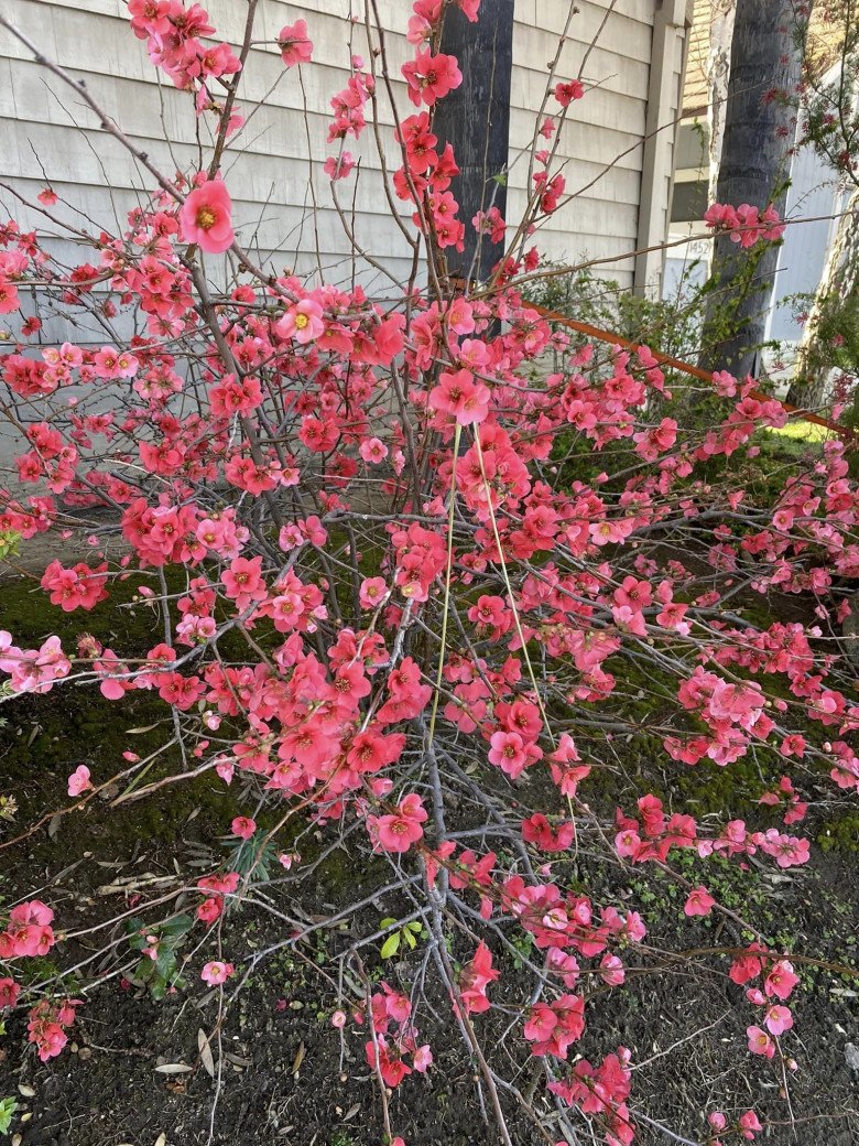 Tỷ phú Hoàng Kiều khoe cây hoa đào hồng rực sau nhà khiến ai cũng trầm trồ, đúng hoa của đại gia - 5
