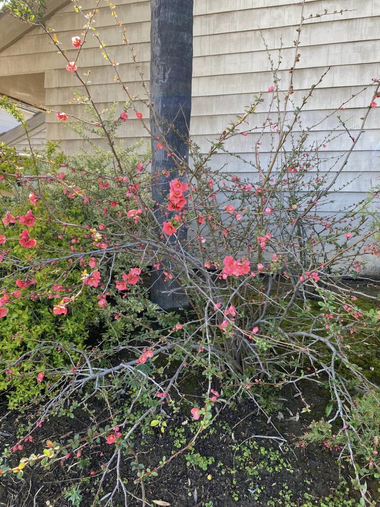 Tỷ phú Hoàng Kiều khoe cây hoa đào hồng rực sau nhà khiến ai cũng trầm trồ, đúng hoa của đại gia - 4